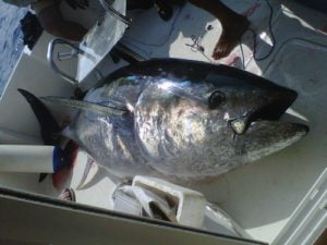Bluefin tuna l'Ametlla de Mar