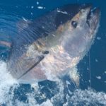 Bluefin Tuna released in March 2020 on the Cavalier in Gran Canaria