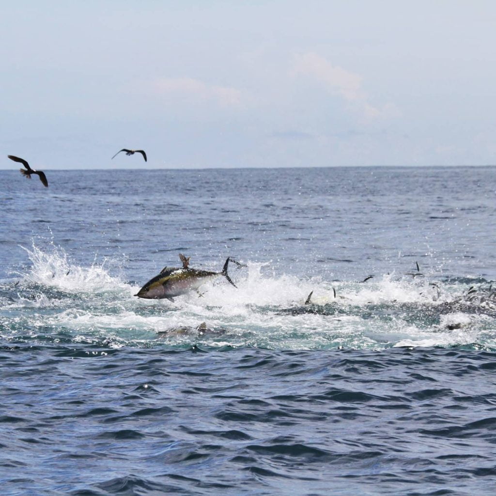Insane tuna frenzies in Panama