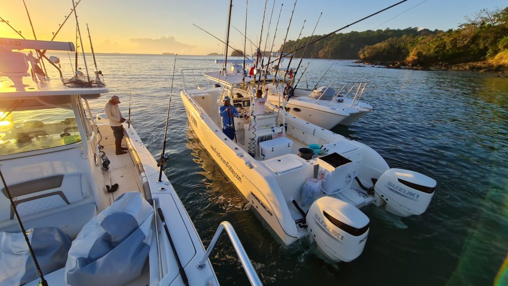 33ft TOP Cat Sport Fishing boat