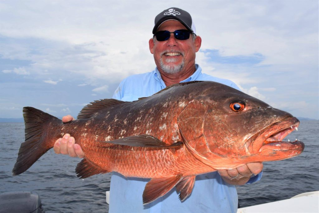 Cubera Snapper Sport fishing in Panama