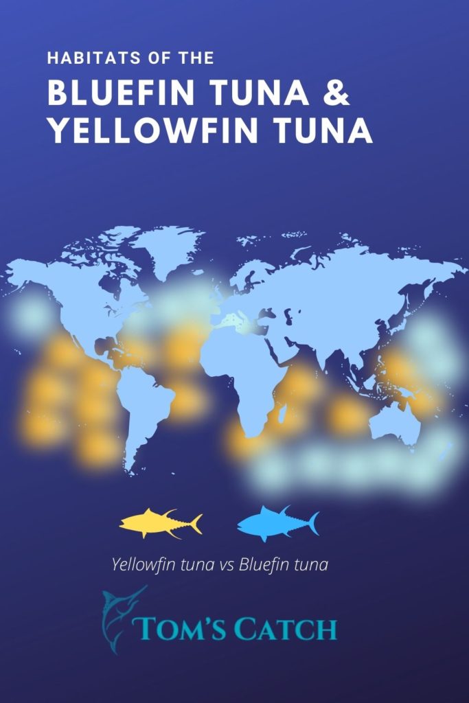 Distribution and habitats of yellowfin and bluefin tuna