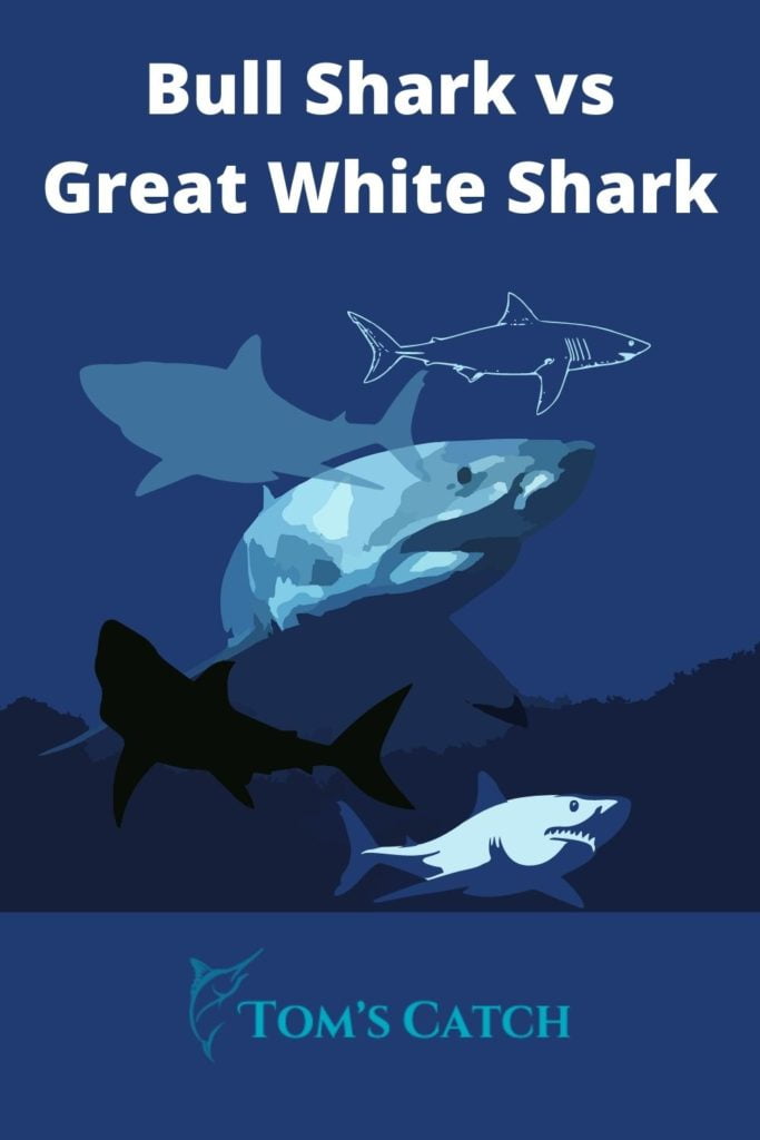 Bull Shark vs Great White Shark