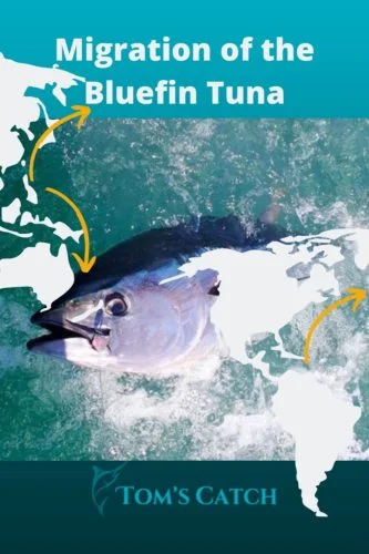 Migration of the bluefin tuna