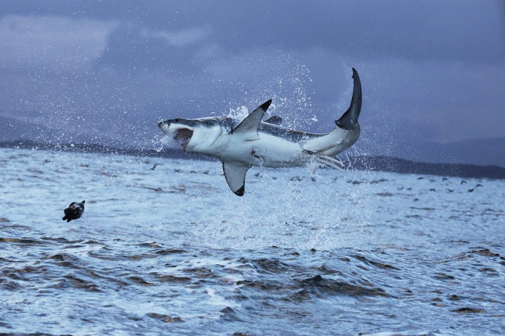 Spectacular White Shark Attack