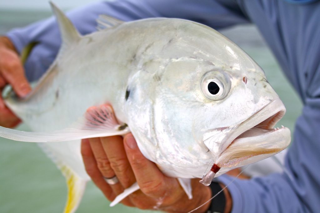 Jack Crevalle fishing in the flats