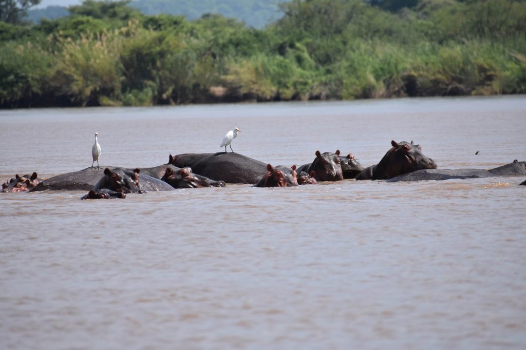 Hippos in the Congo River