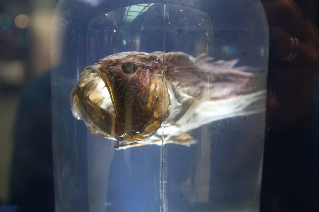 Is the Anglerfish the ugliest fish in the world?
