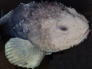 Blobfish in Natural Habitat