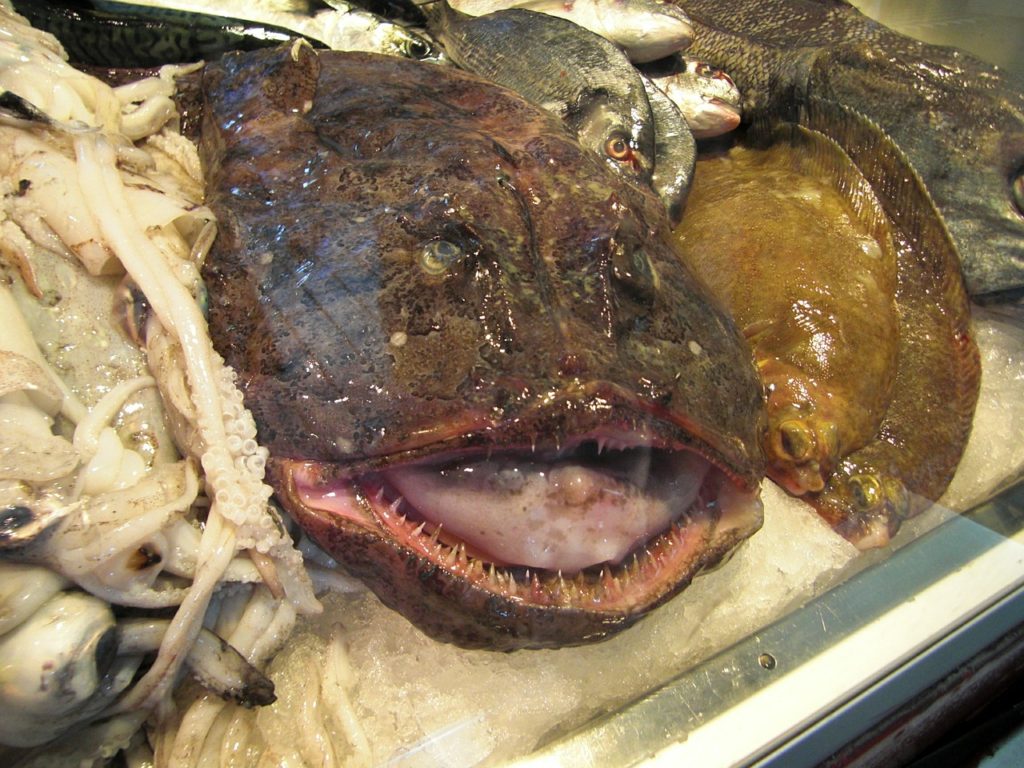 The Ugliest Fish In The World | Tom's Catch Blog