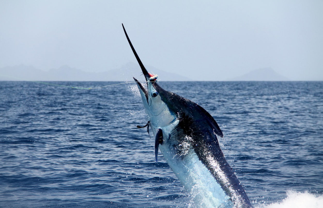 Marlin fishing in Punta Cana