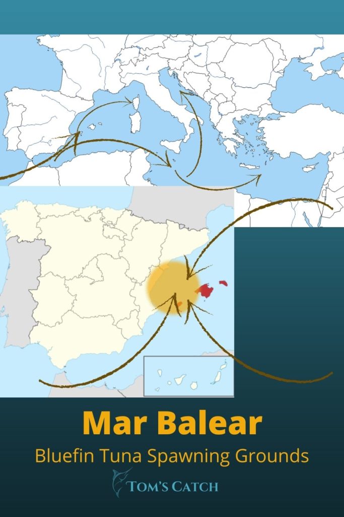 Mar Balear Laichplätze Thun