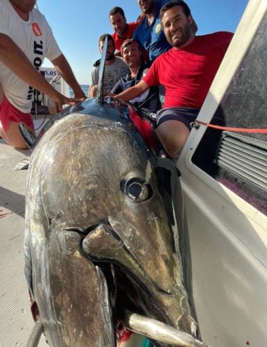 Giant Bluefin Tuna fishing in Huelva
