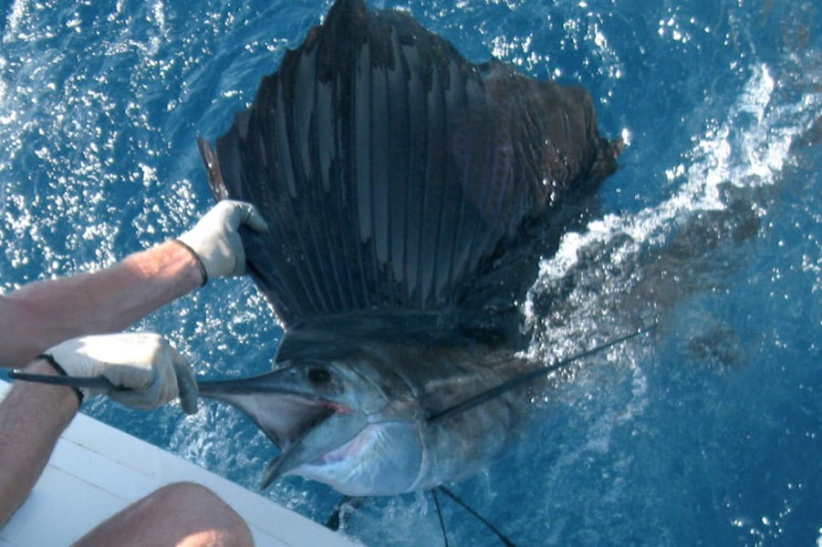 Nice Sailfish: quick pic before release