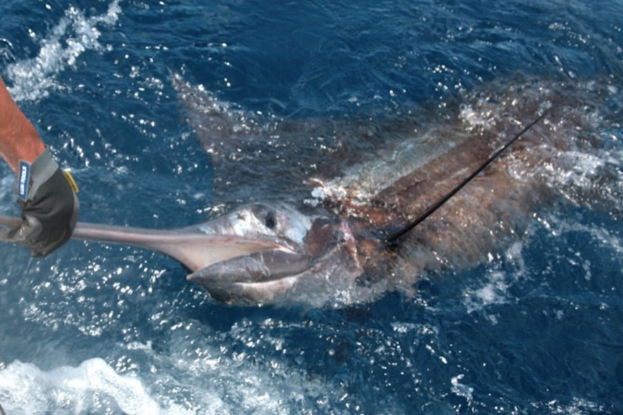Blue marlin fishing in Cape Verde