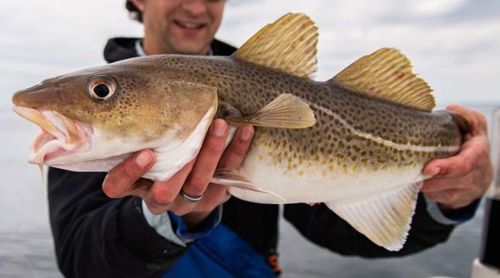 Cod have a brown speckled body and a clear white lateral line