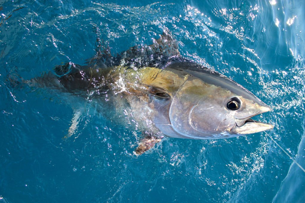 Der blauflossen Thunfisch - pure Kraft für maximale Geschwindigkeit