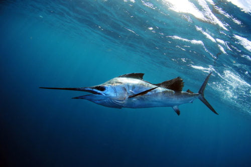 sailfish in blue water in ocean