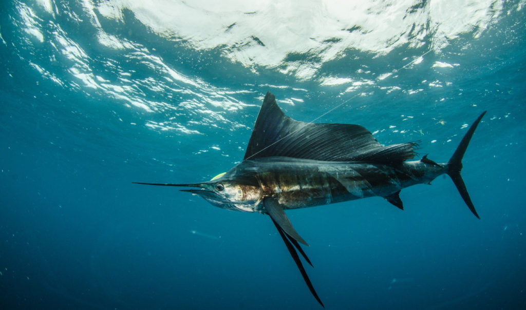 Ein Segelfisch kämpft gegen das Köder Indischen Ozean bei den Seychellen. 