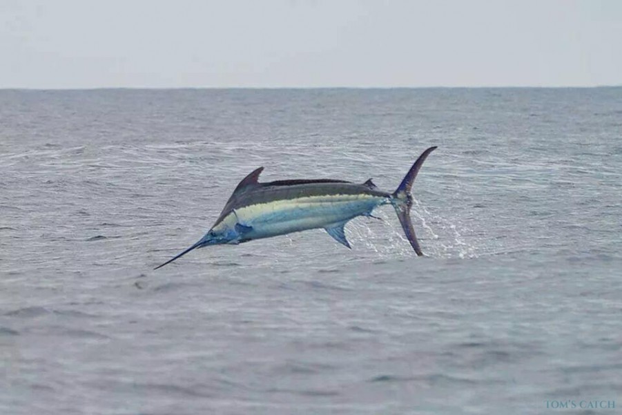 Charter de pesca Cabo Marlini 31