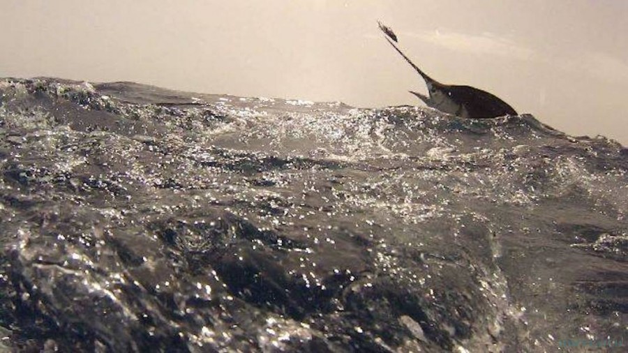 Charter de pesca Crested Wave
