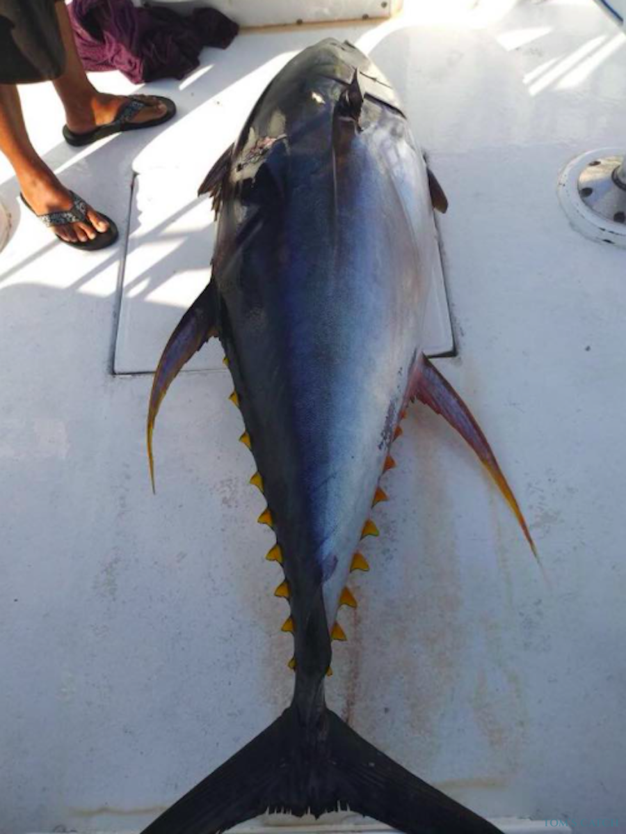 Charter de pesca Fish Cabo