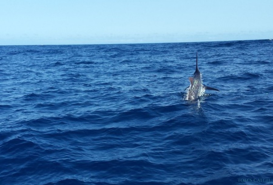 Charter de pesca New Felusi