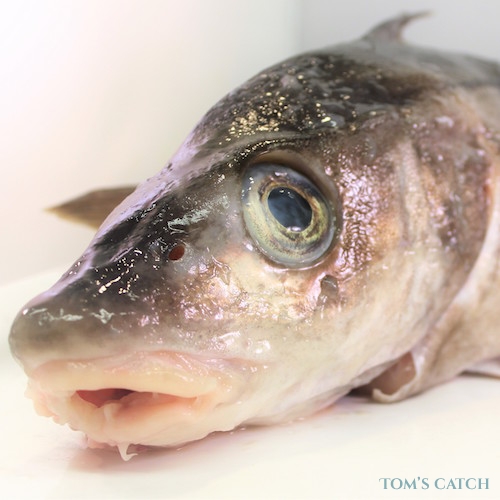 https://www.tomscatch.com/especes-de-poissons/aiglefin-espece-poisson-96.png