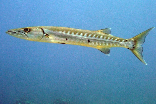 Pesca de Barracuda