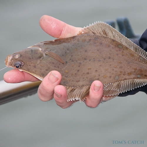 Flounder fischen Techniken, die beste Reiseziele und geführte