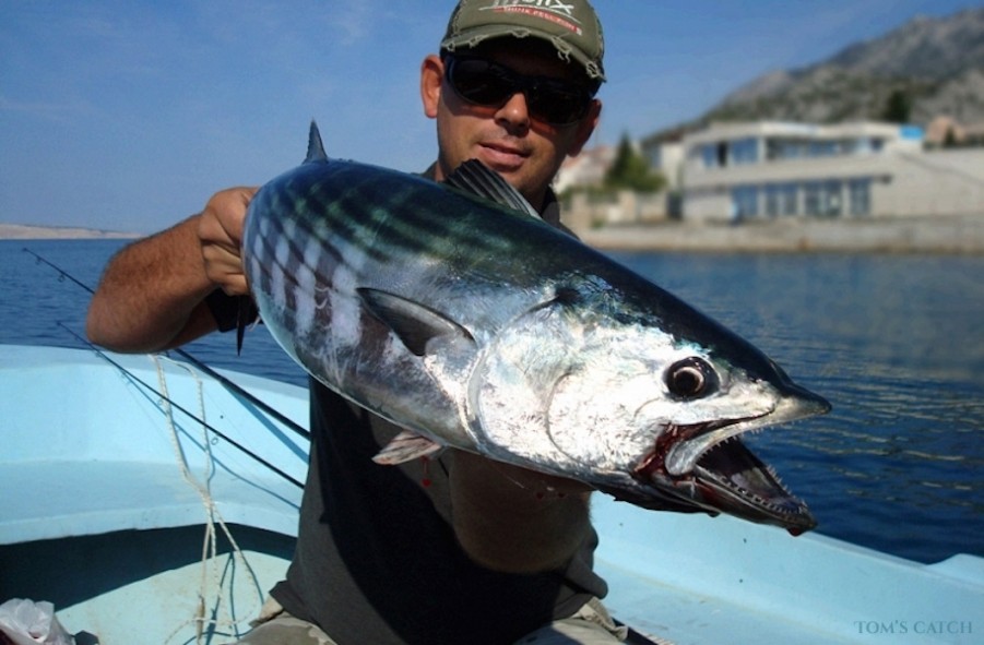 Fishing Charter Bonito