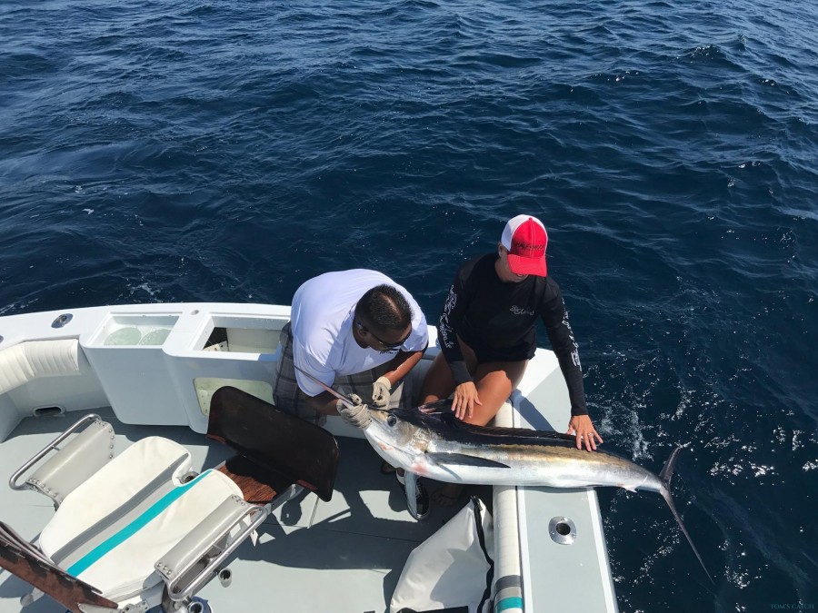 Fishing Charter Cabo Marlini 31