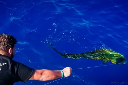 Mahi Sportfishing Puglia  fishing