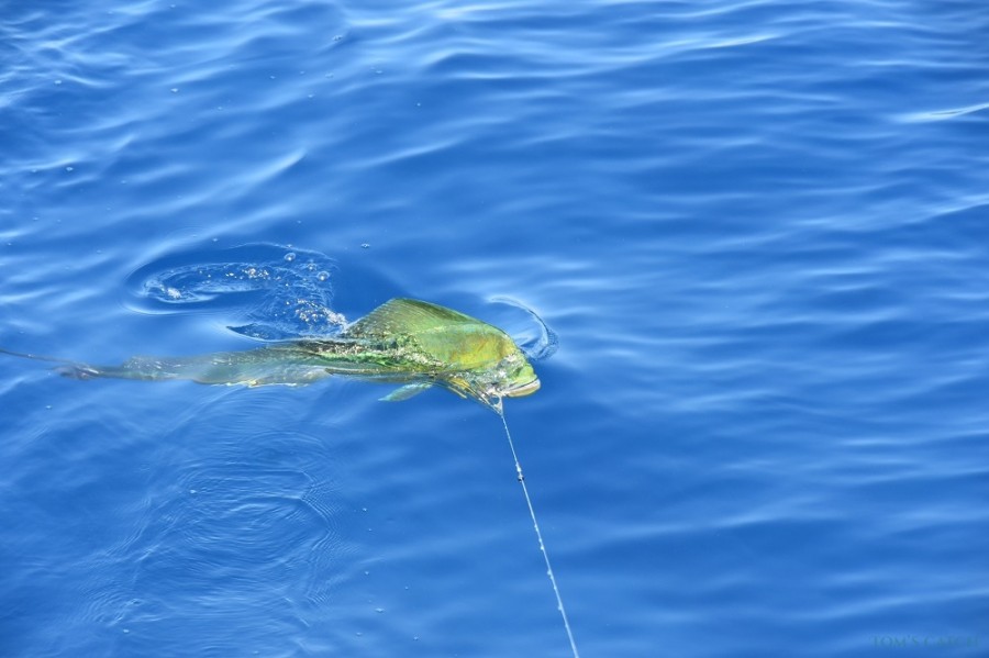 Fishing Charter Mahi Sportfishing Puglia