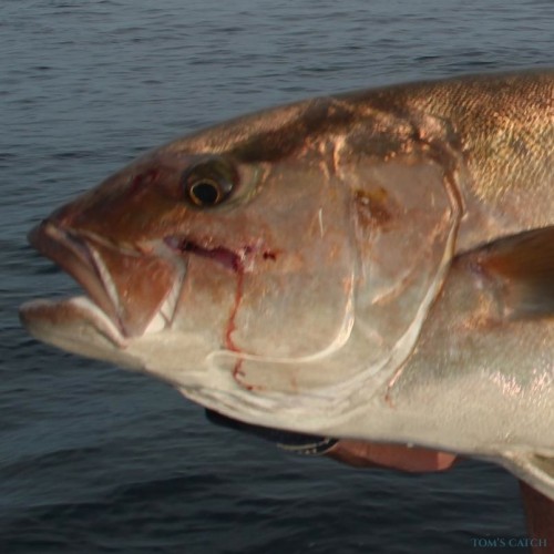Dentex Fishing: species guide, charters and destinations - Tom's Catch