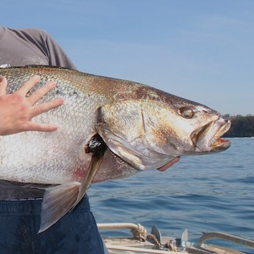 Australian Salmon Fishing Rigs Rig Bitten all about hobby