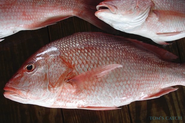 Red Snapper fishing
