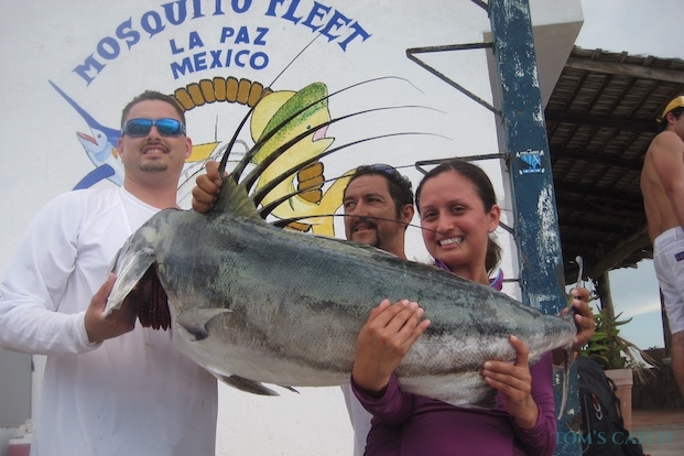 Roosterfish fishing