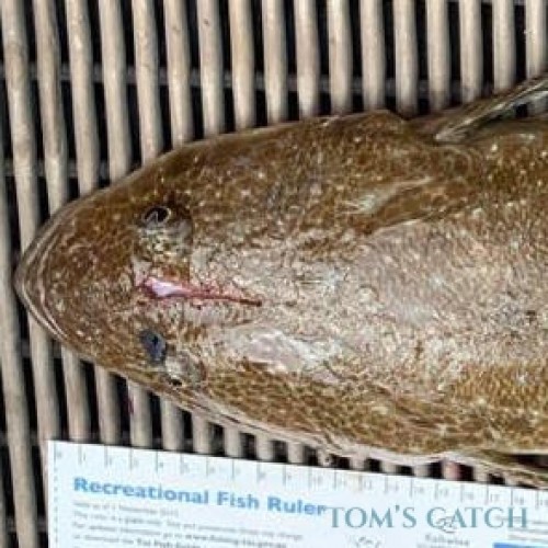 Australian salmon Fishing species guide, charters and destinations