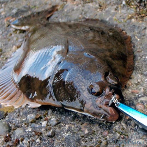 Haddock Fishing species guide, charters and destinations Tom's Catch