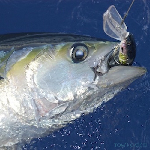 Atlantic Bonito Fishing: species guide, charters and destinations - Tom's  Catch