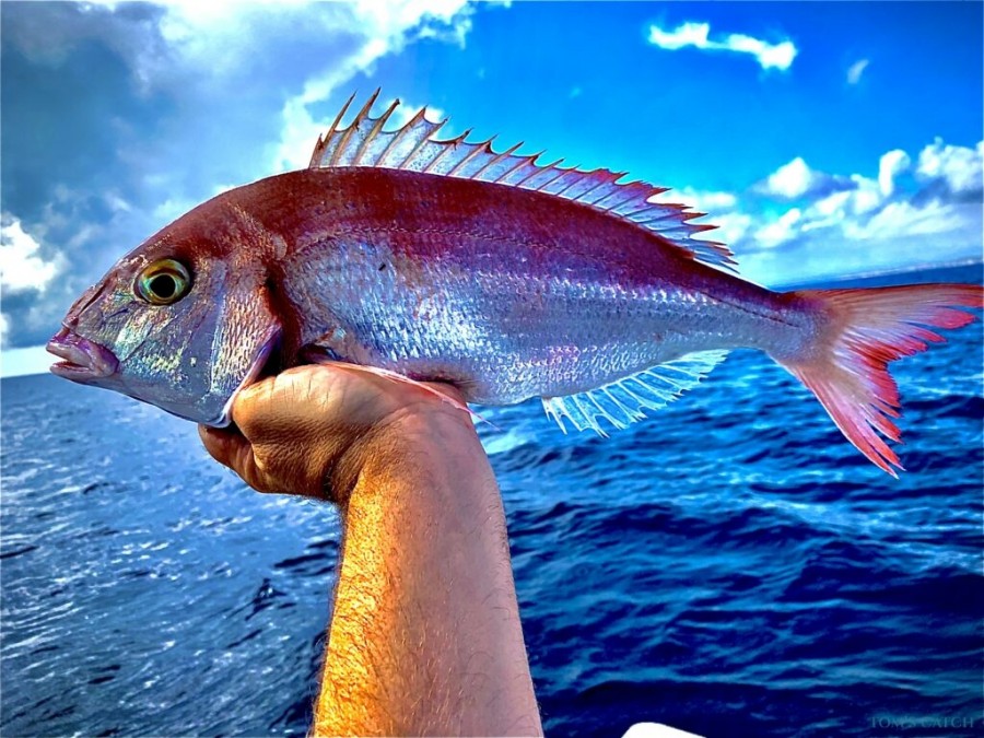 Charter de pêche Cap Salou Fishing