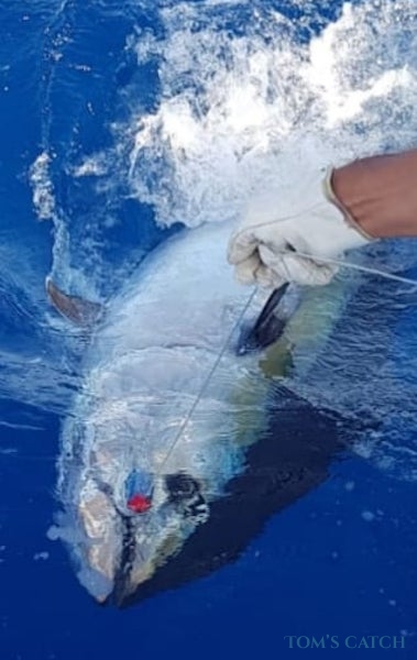 Charter de pêche New Felusi