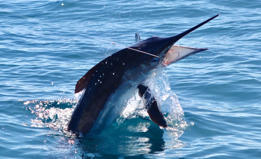 Charter de pêche Punta Paloma