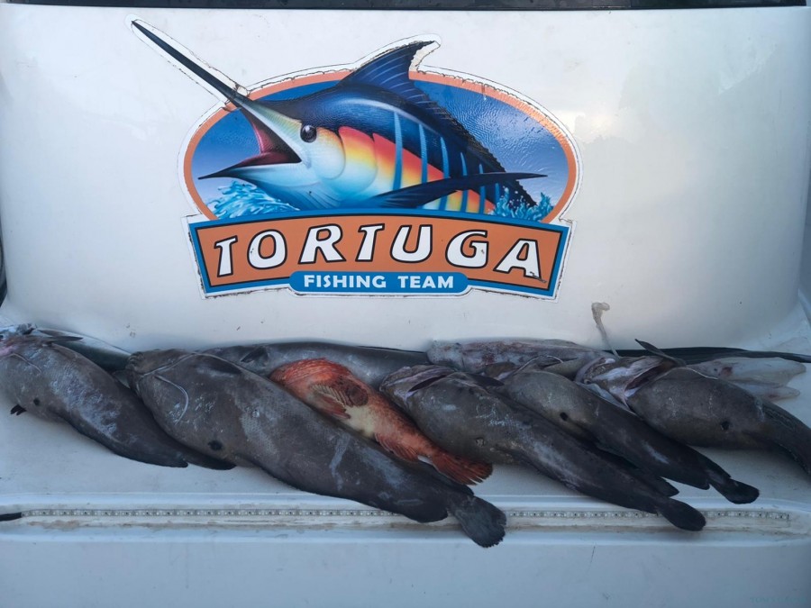 Charter de pêche Tortuga