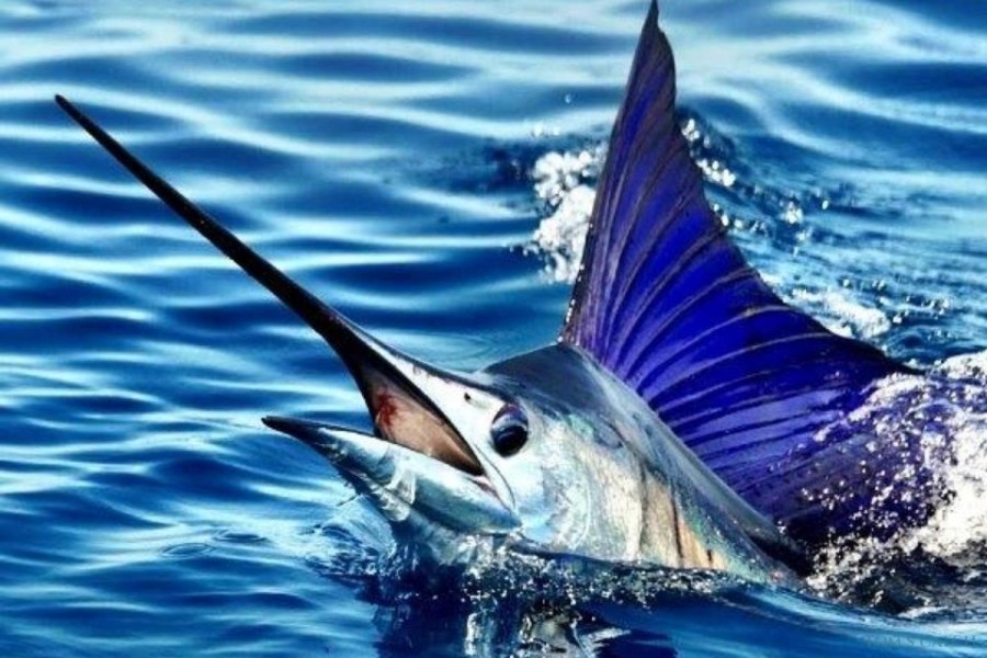 Charter de pêche Tres Marlins